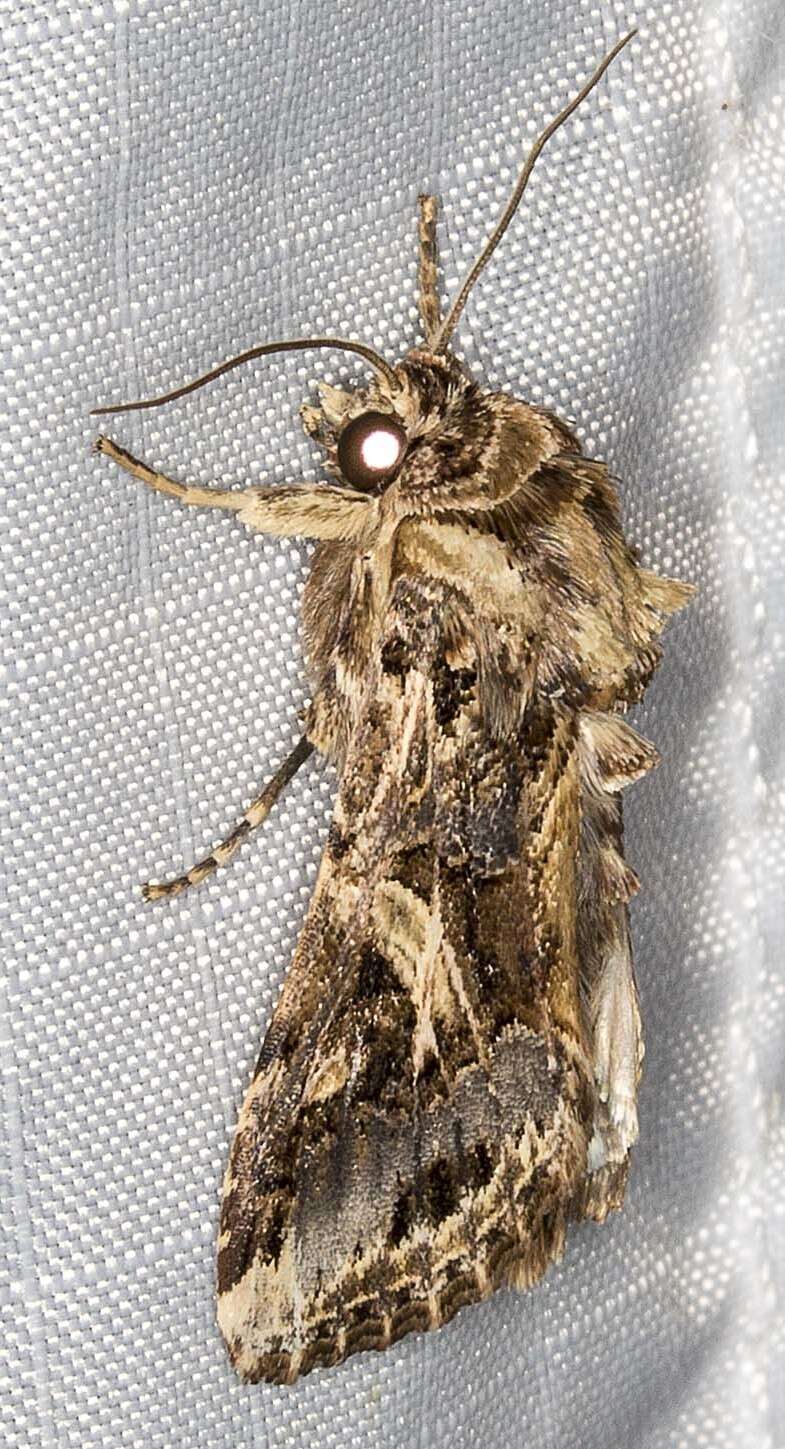 Sivun Spodoptera litura Fabricius 1775 kuva