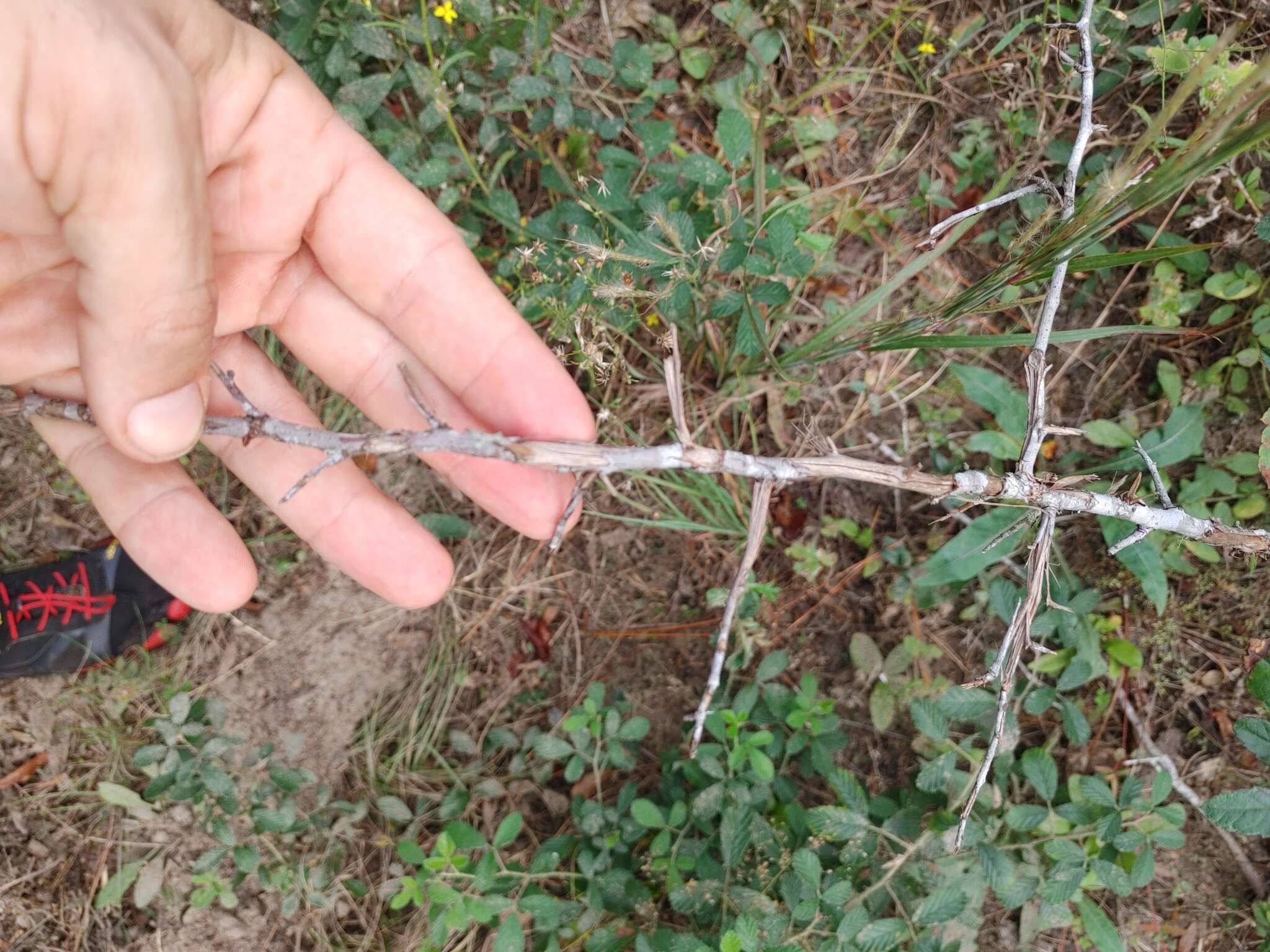 Image of southern crab apple