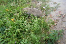 Image of Dune Mole Rats