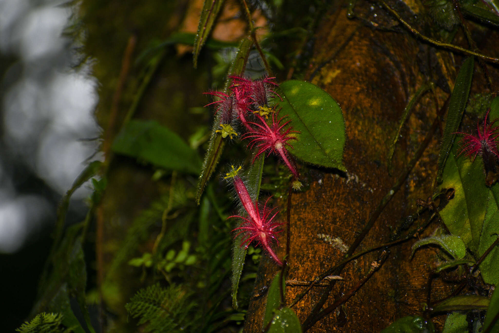 Image of Columnea minor (Hook.) Hanst.