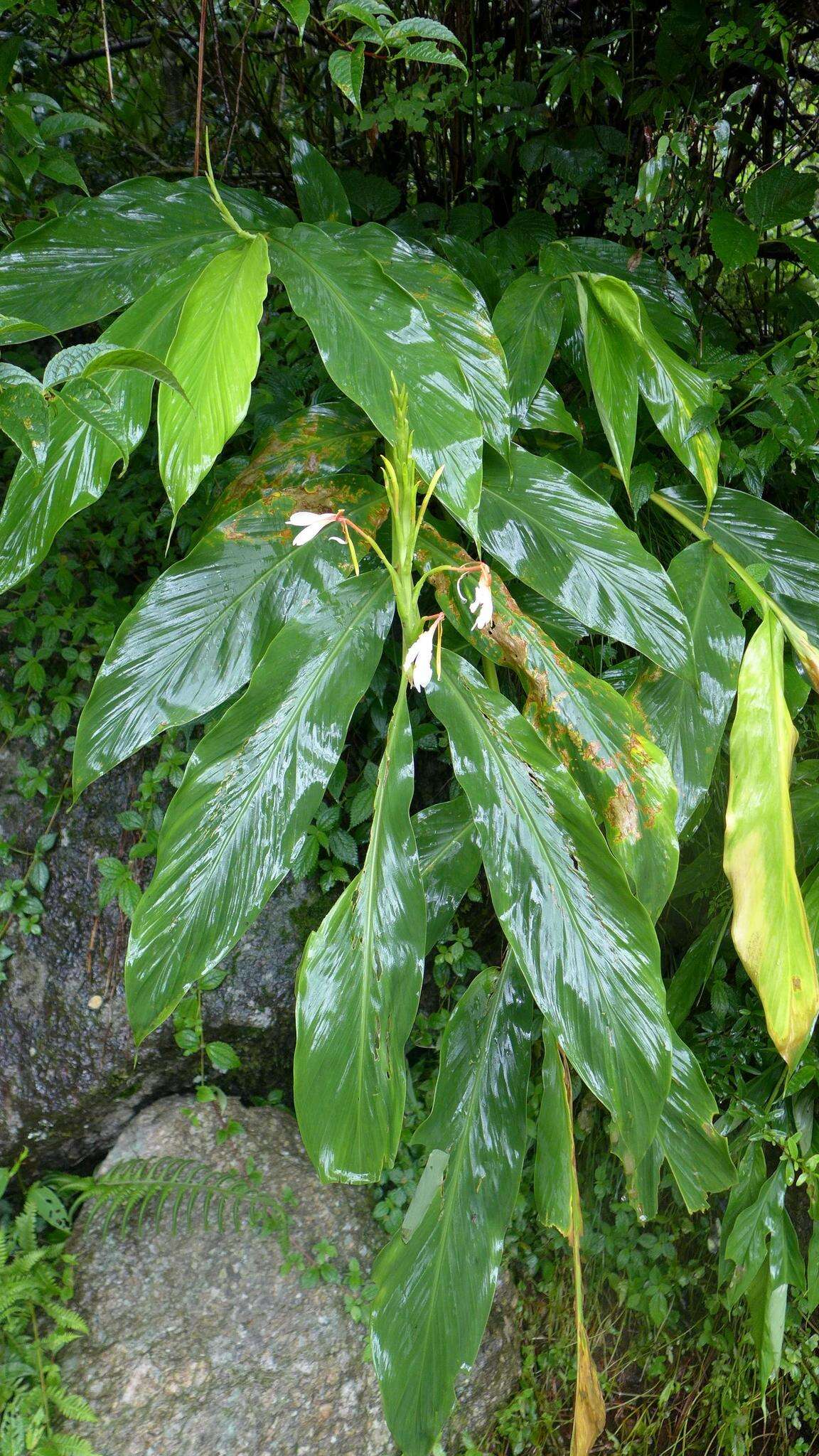 Слика од Hedychium spicatum Sm.