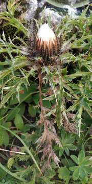 Слика од Carlina acaulis subsp. caulescens (Lam.) Schübl. & G. Martens