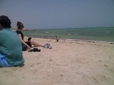 Image of Socotra Cormorant