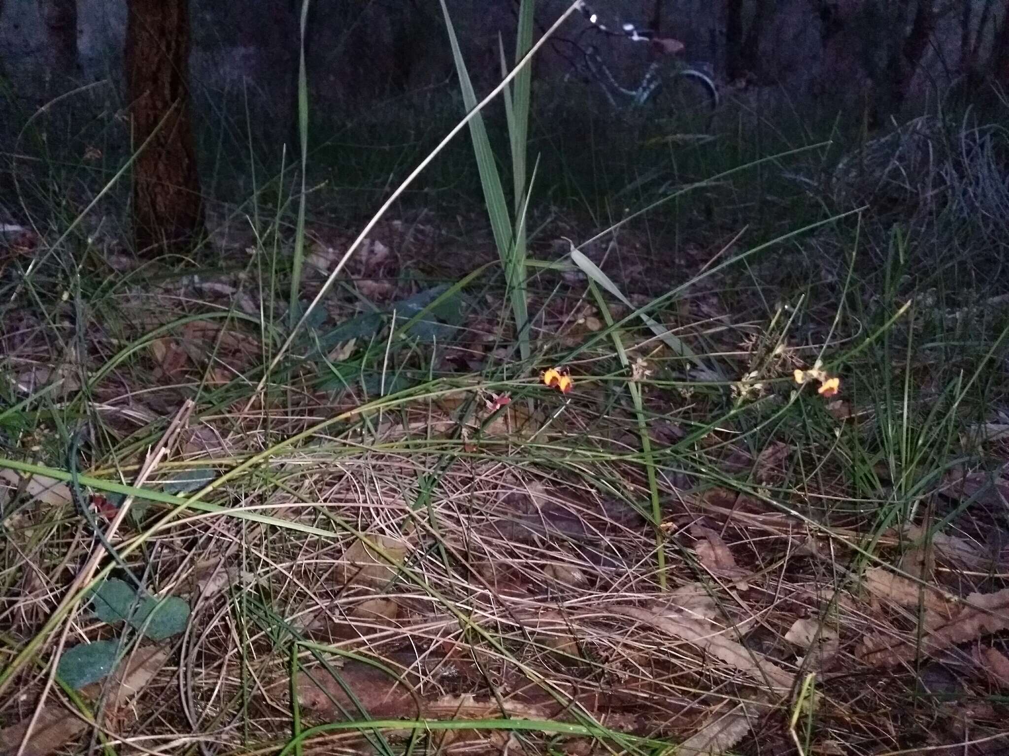 Daviesia triflora Crisp resmi