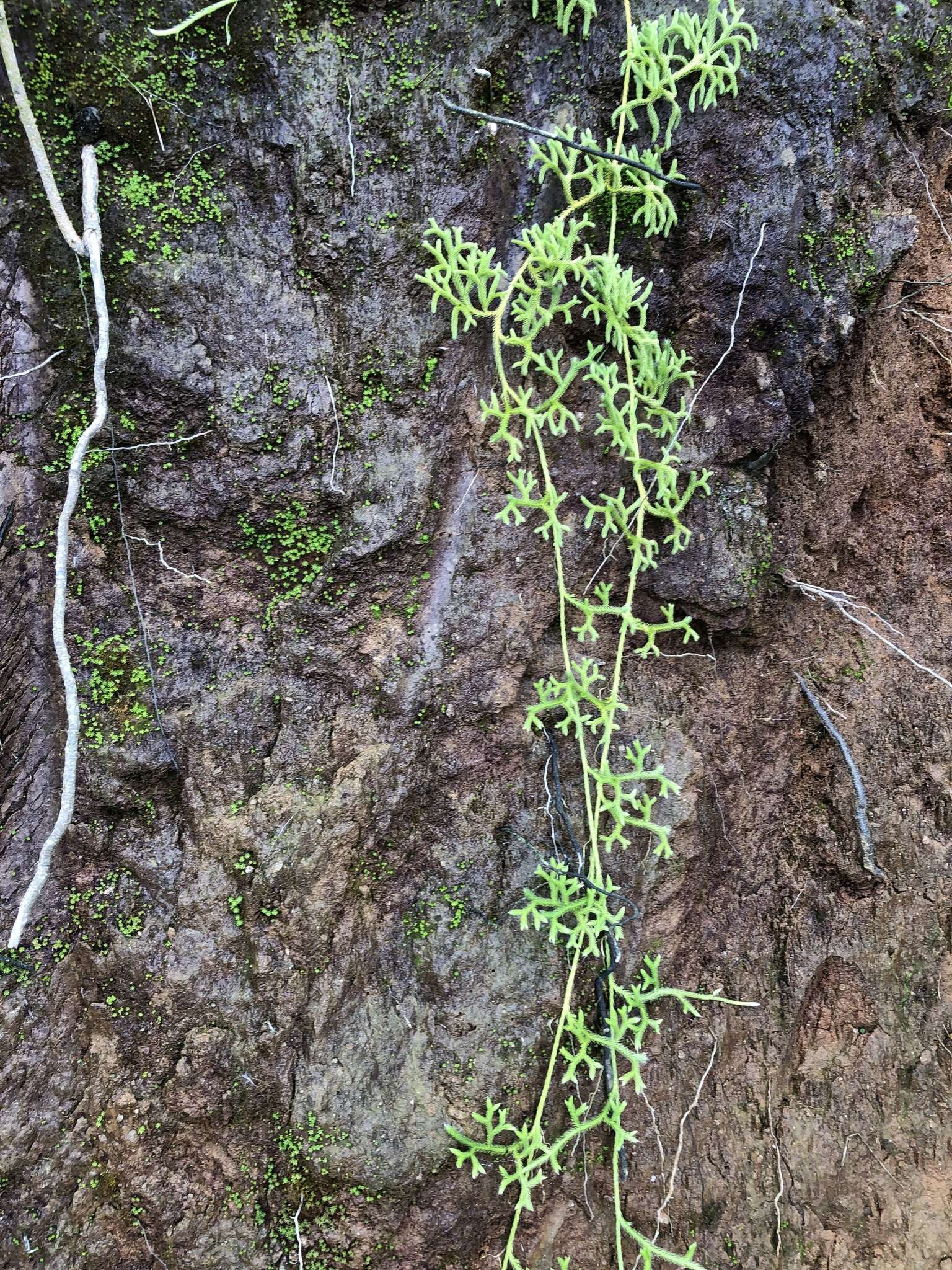 Image of Lycopodium japonicum Thunb. ex Murray