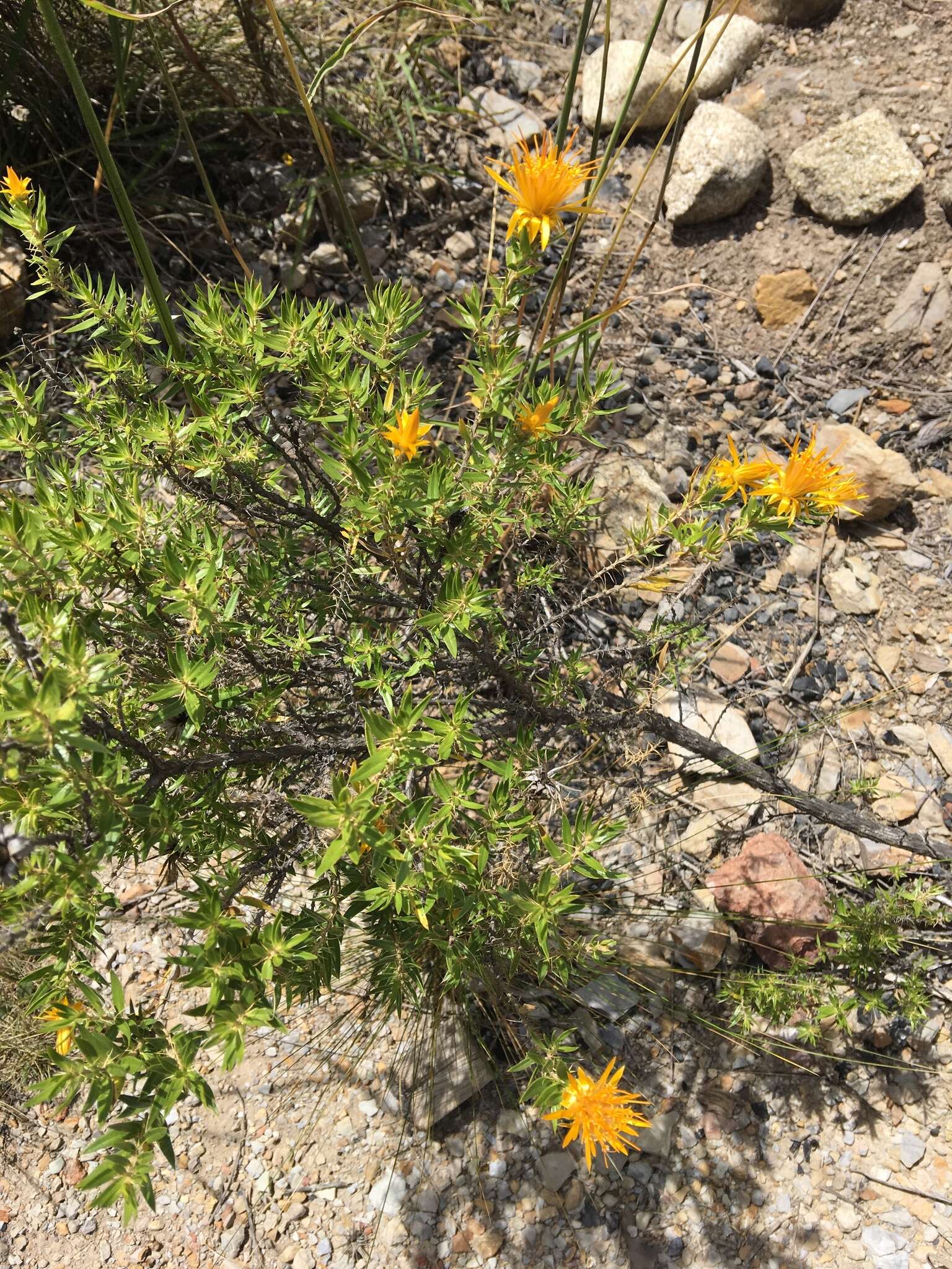 Image of Chuquiraga parviflora (Griseb.) Hieron.