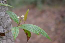 Miconia mexicana (Bonpl.) Naud.的圖片