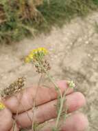 Sivun Achillea leptophylla Bieb. kuva