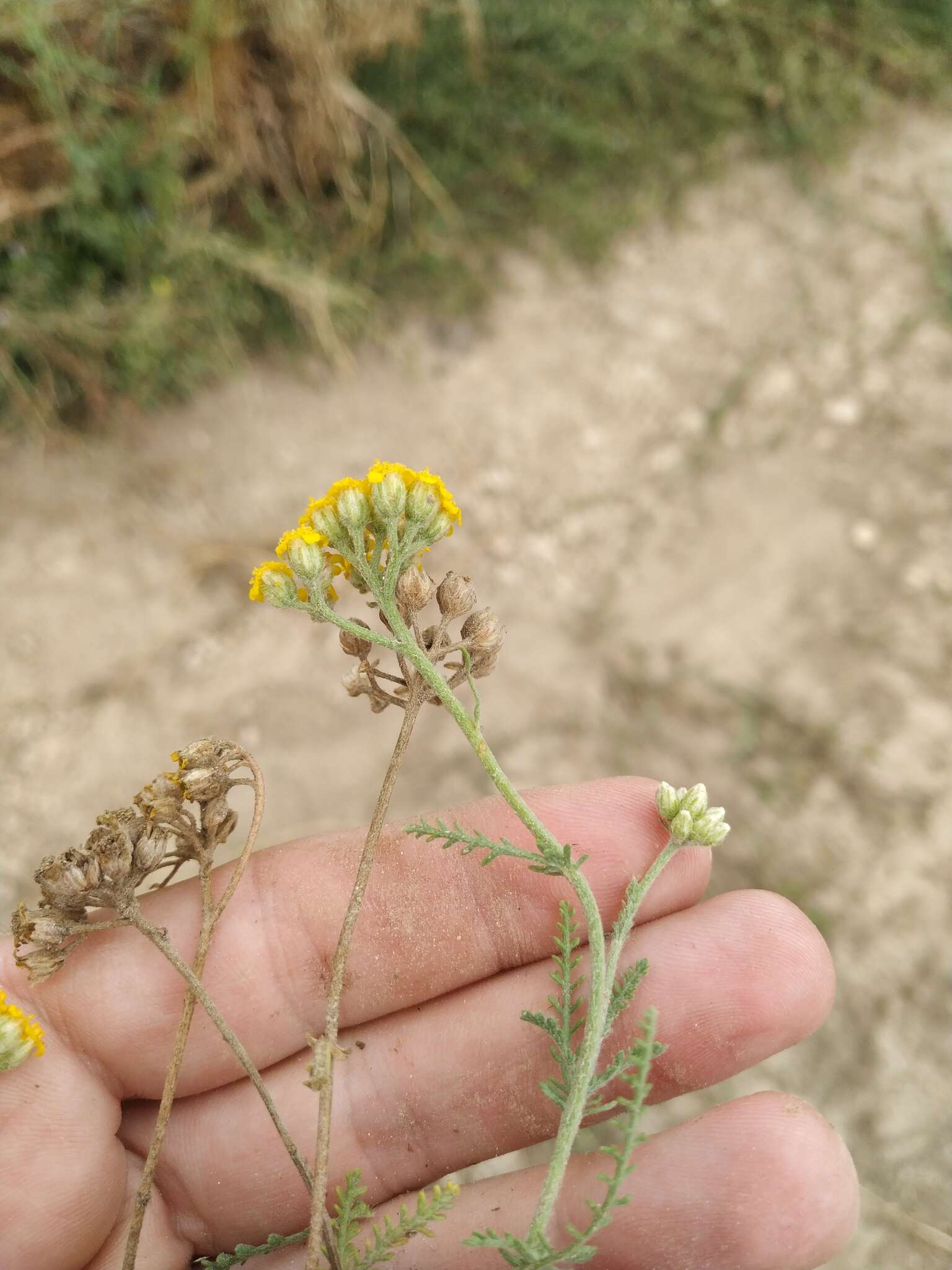 Image of Achillea leptophylla Bieb.