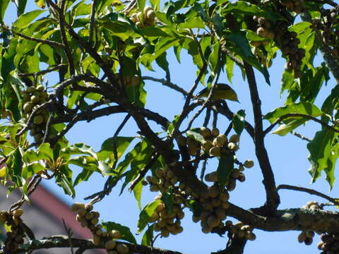 Image of Sangkar White-eye