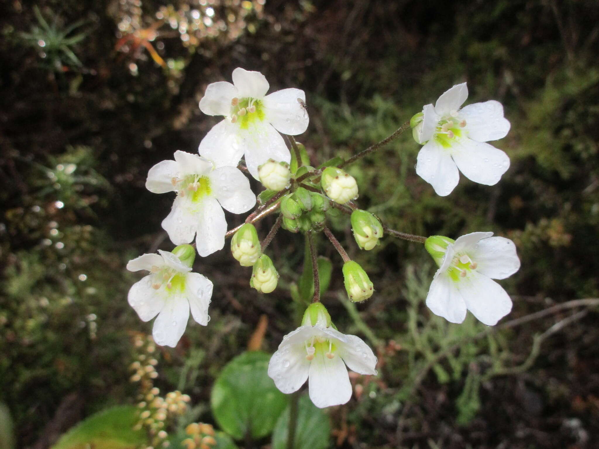 Imagem de Ourisia macrophylla Hook.