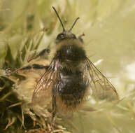 Imagem de Bombus mendax Gerstäcker 1869