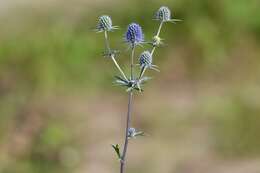 Imagem de Eryngium planum L.