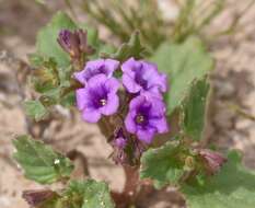 Phacelia pulchella var. gooddingii (Brand) J. T. Howell resmi