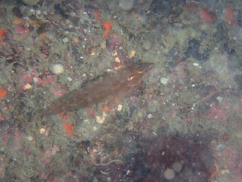 Image of Ballan Wrasse