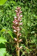 Imagem de Orobanche caryophyllacea Sm.