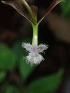 Plancia ëd Epidendrum jatunsachanum Dodson & Hágsater