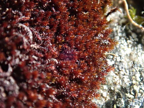 Image of andreaea moss