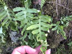 Polypodium calirhiza S. A. Whitmore & A. R. Smith的圖片