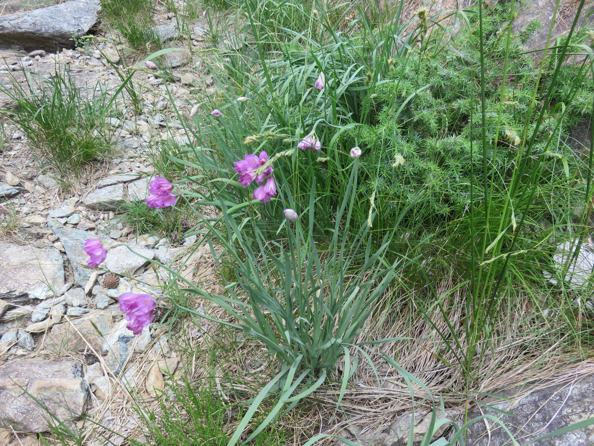 Image of Allium narcissiflorum Vill.