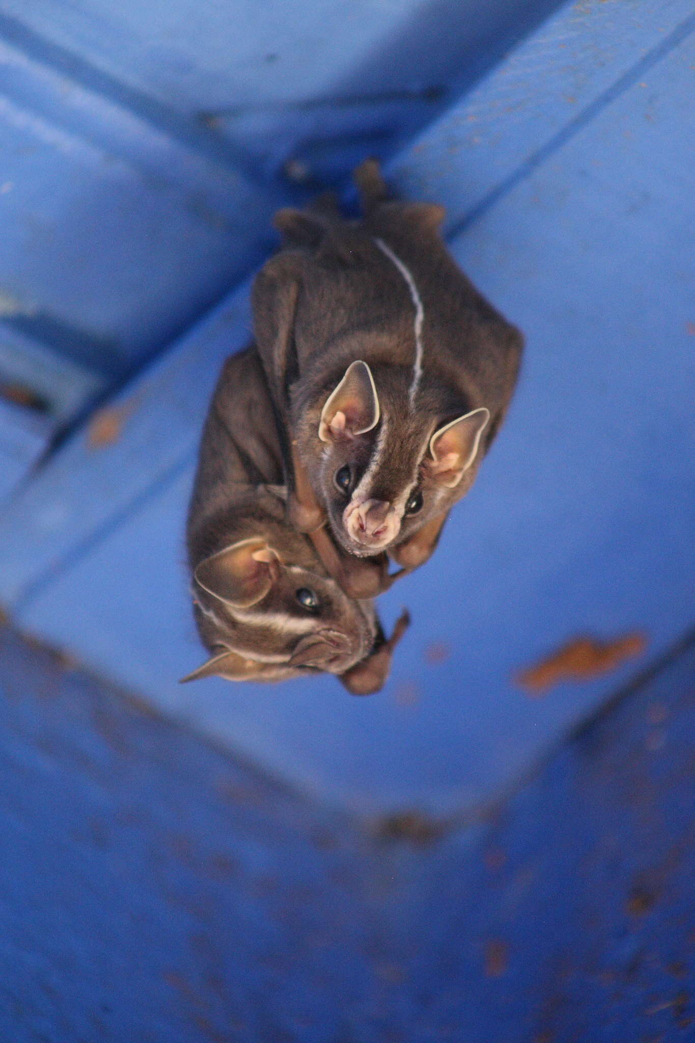 Image of white-lined broad-nosed bat