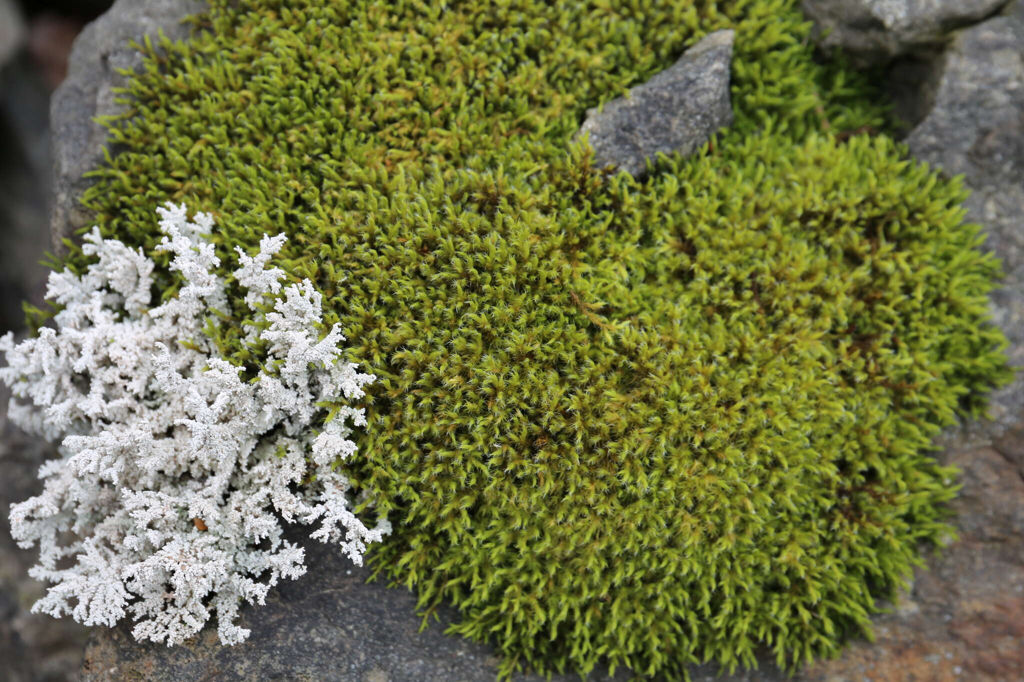 Image of Rock foam lichen