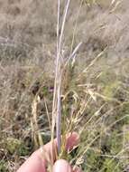 Image of Austrostipa aristiglumis (F. Muell.) S. W. L. Jacobs & J. Everett