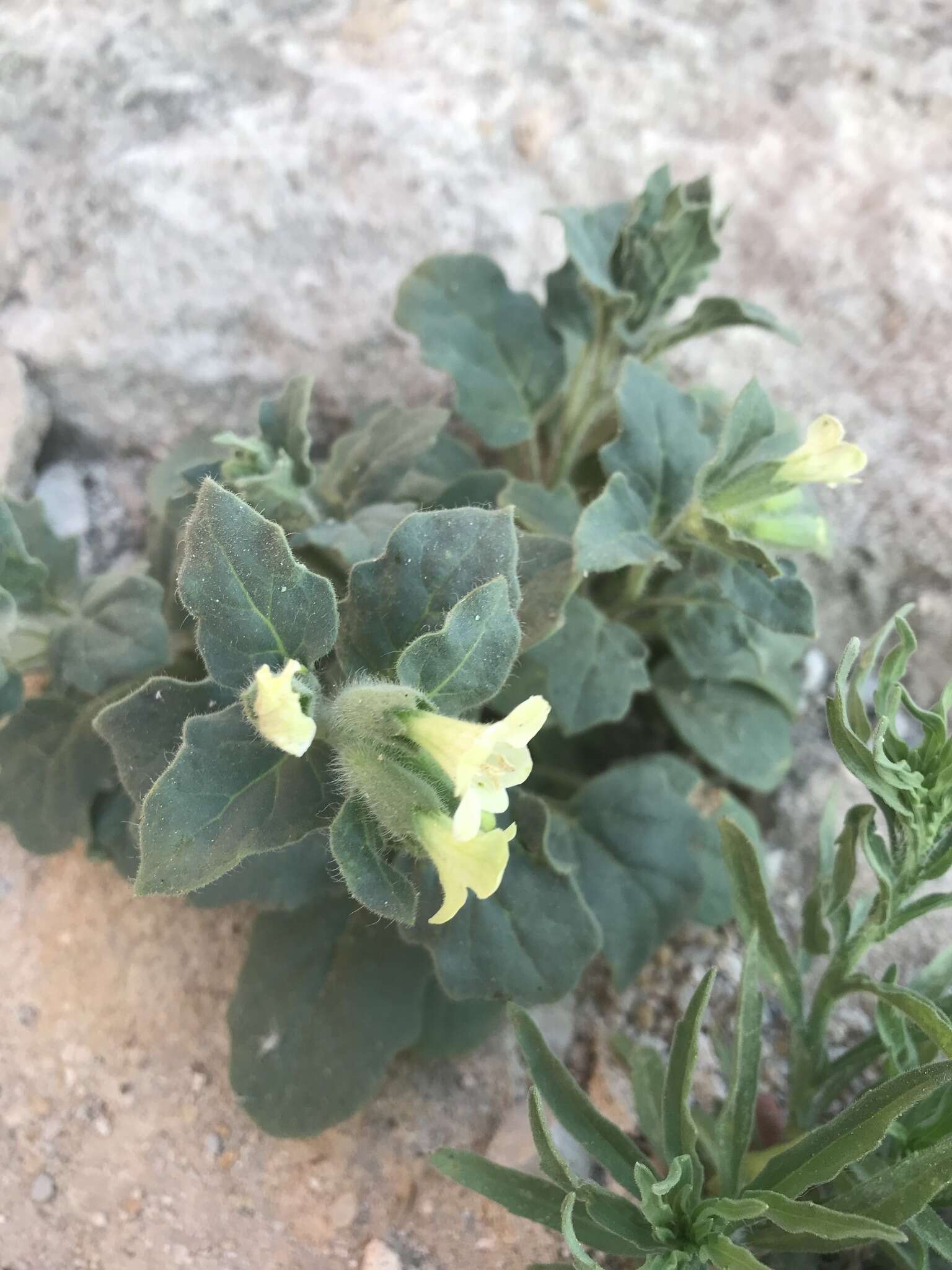 Image of white henbane