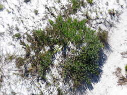 Image de Leucospermum hypophyllocarpodendron subsp. hypophyllocarpodendron