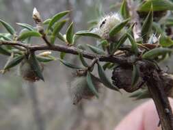 Sivun Leptospermum arachnoides Gaertner kuva