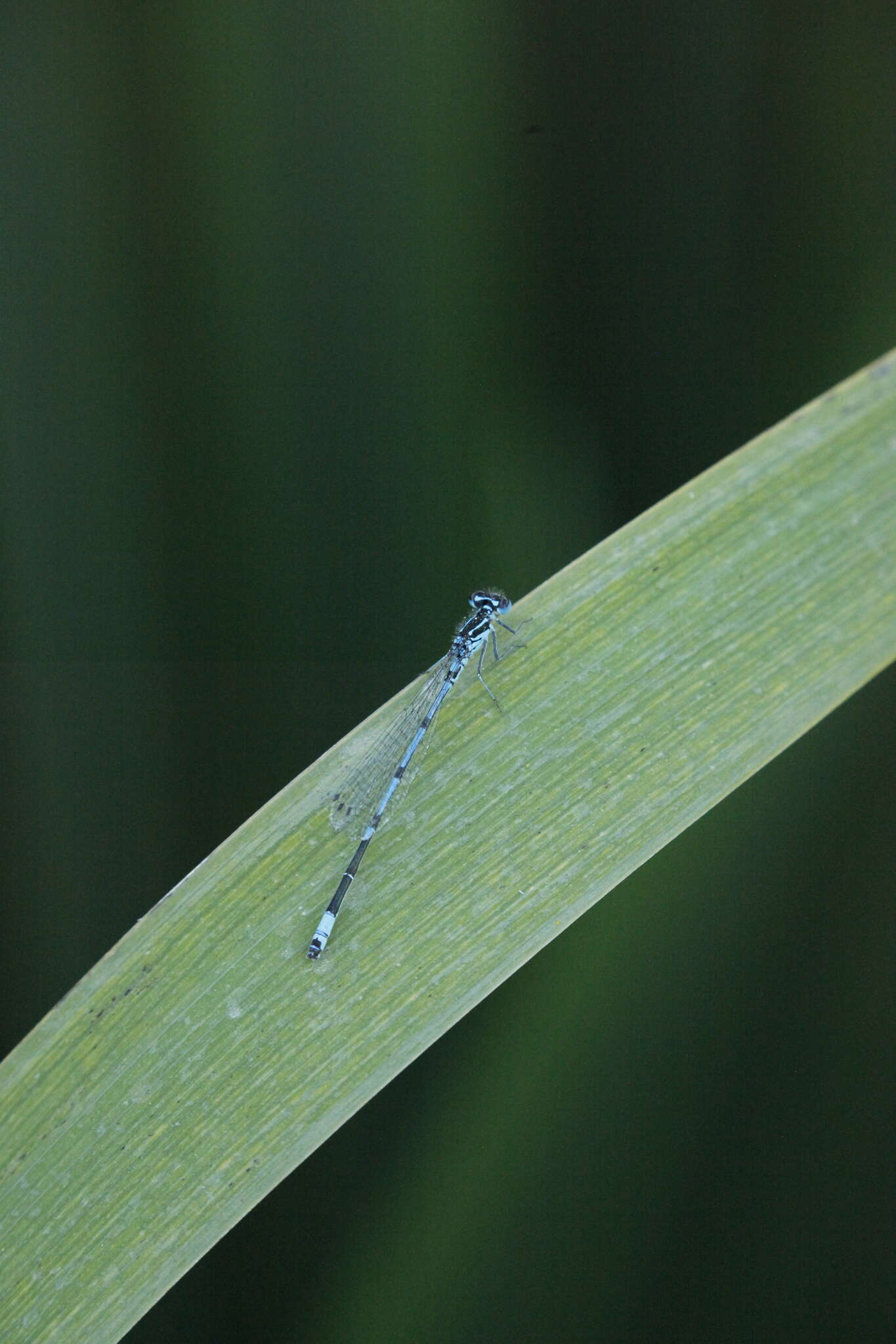 Image of Variable Bluet