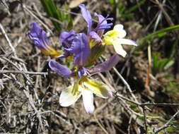 Image of Babiana auriculata G. J. Lewis