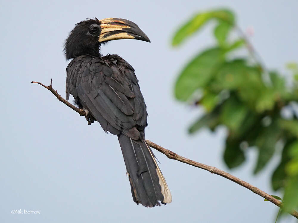 Lophoceros fasciatus semifasciatus (Hartlaub 1855) resmi