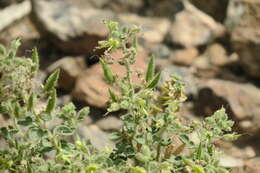 Image of Cleome austroarabica D. F. Chamberlain & J. Lamond