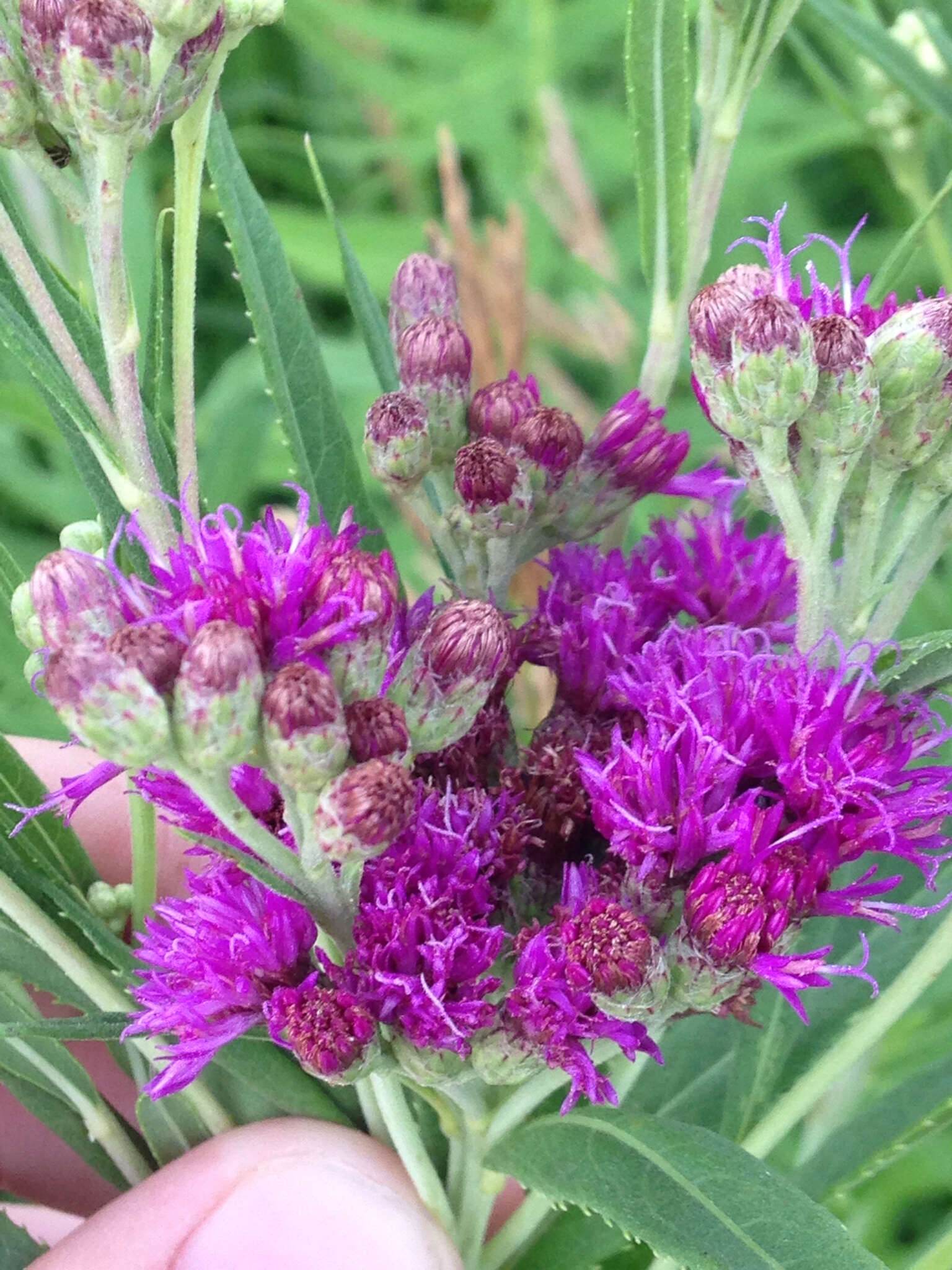 Image of prairie ironweed