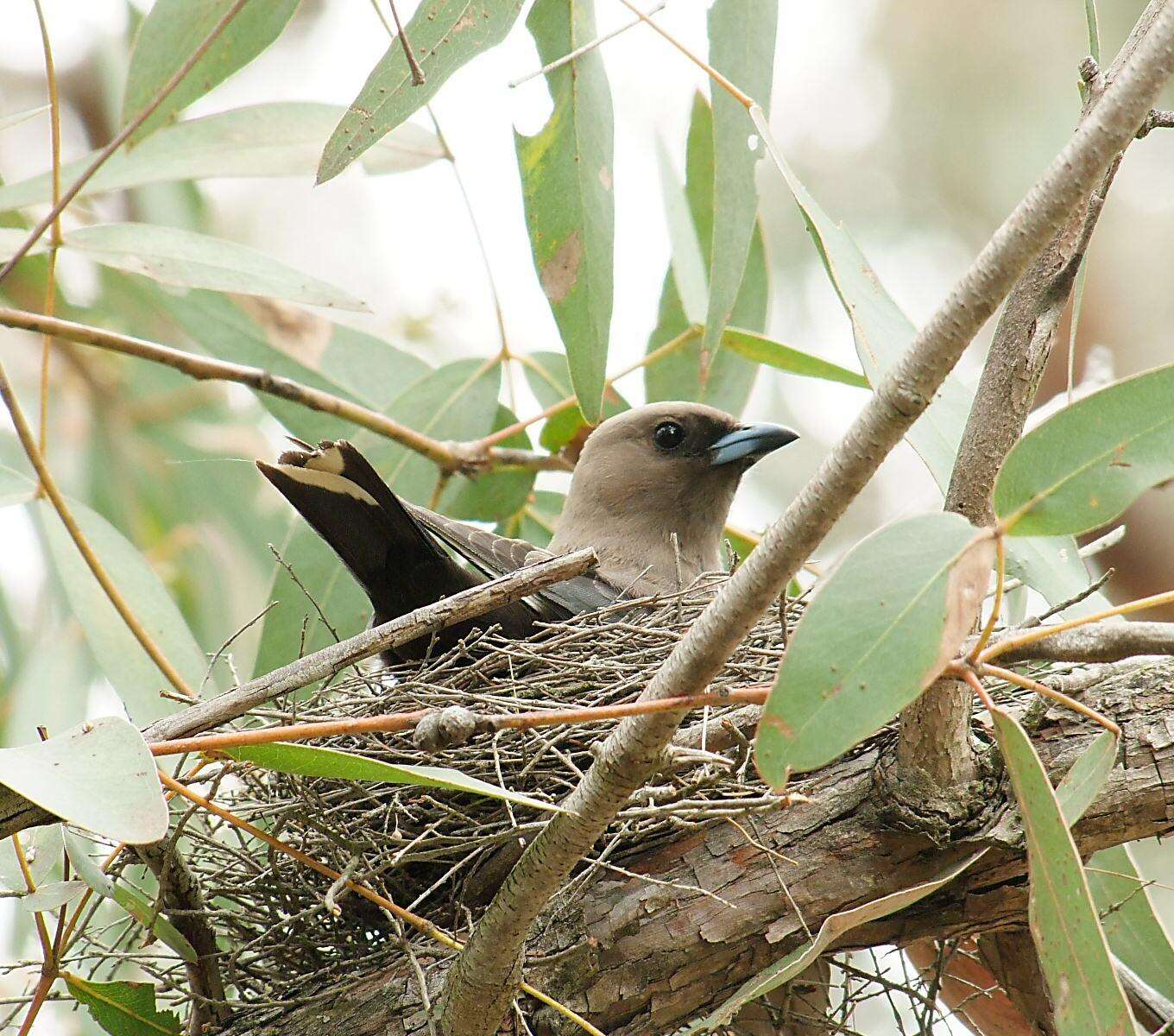 Image of Dusky Woodswallow