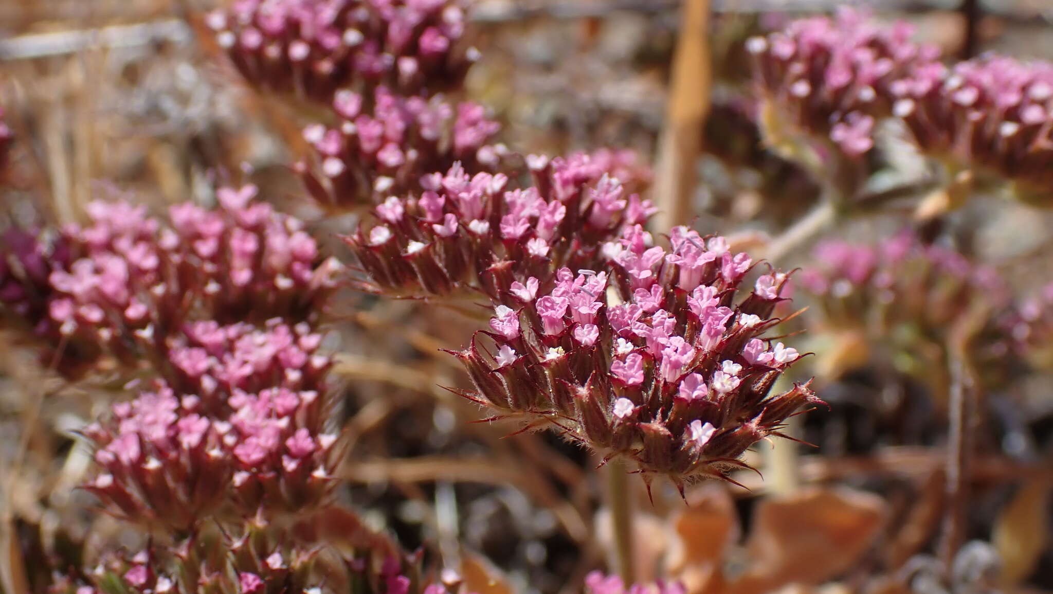 Image de Chorizanthe obovata Goodman