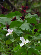 Imagem de Trillium sulcatum T. S. Patrick