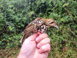 Image of Spotted Ground Thrush