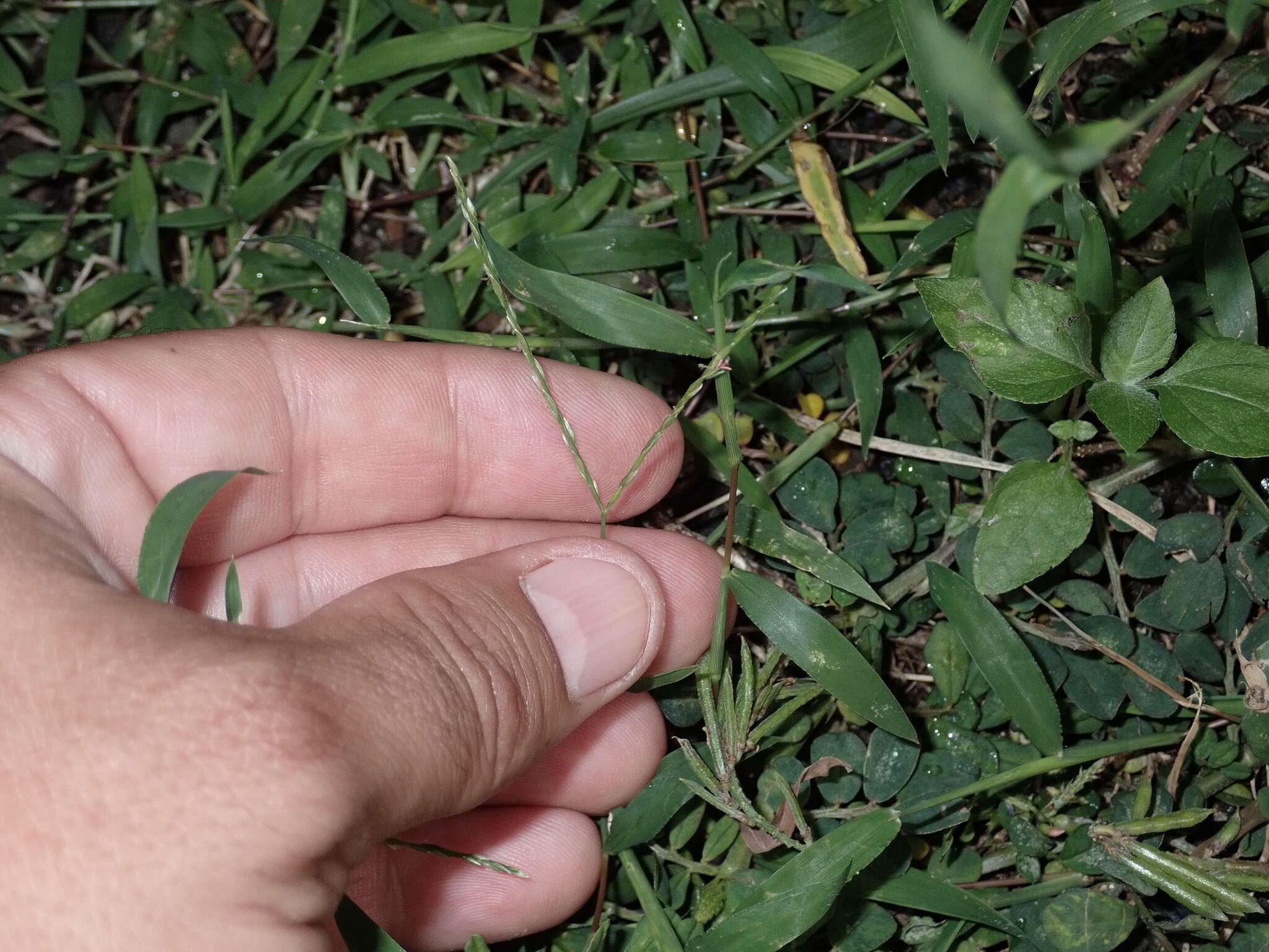 Image of Trailing Crab Grass