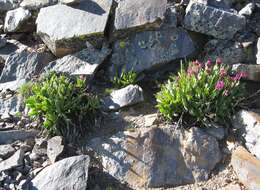 Primula parryi A. Gray resmi