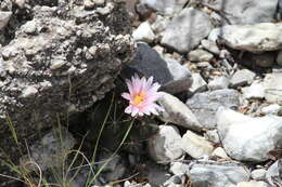 Image of Thelocactus tulensis (Polseg.) Britton & Rose