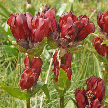 Image de Gentiane Pourpre