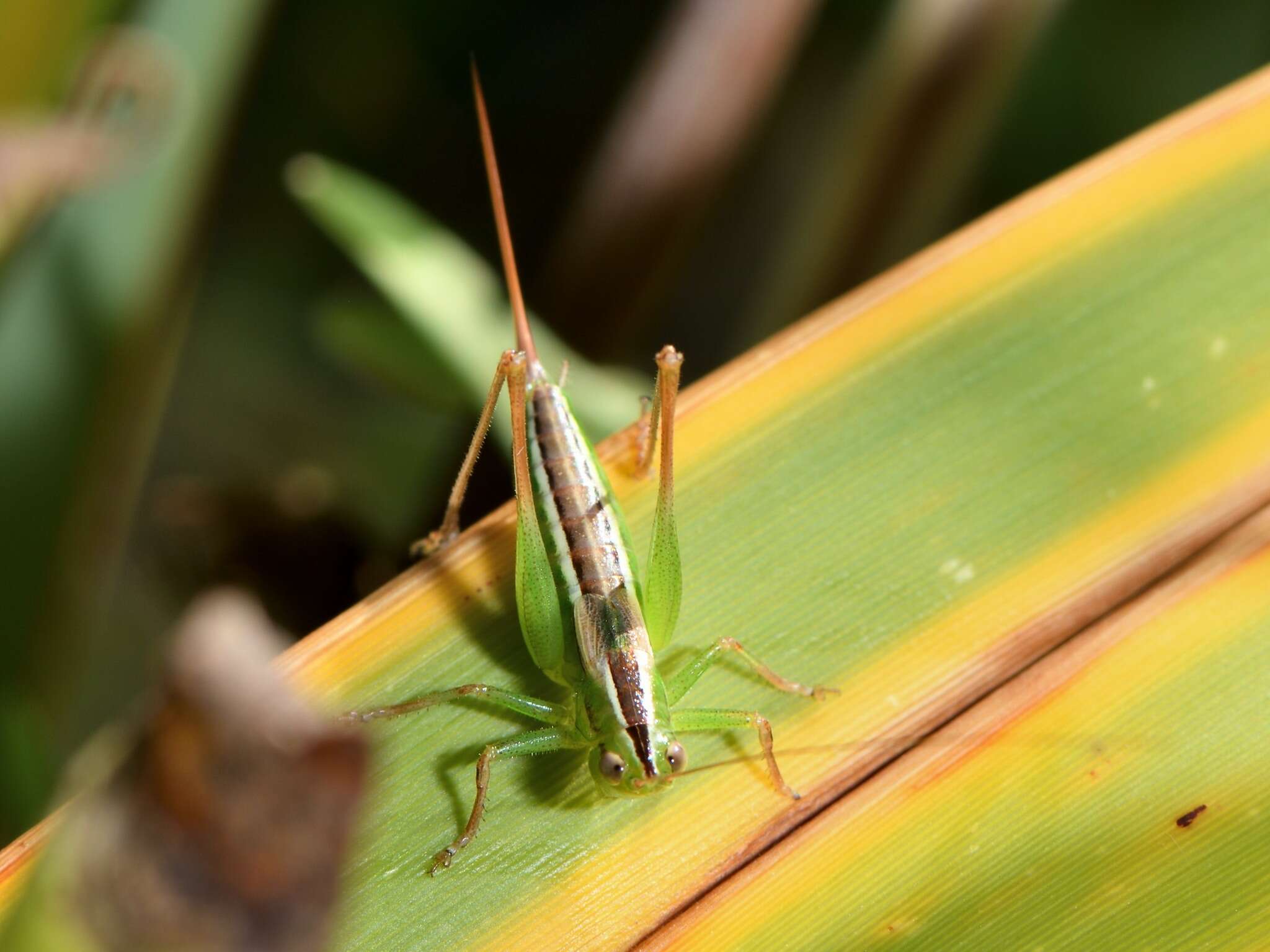 Image of Conocephalus (Anisoptera) bilineatus (Erichson 1842)