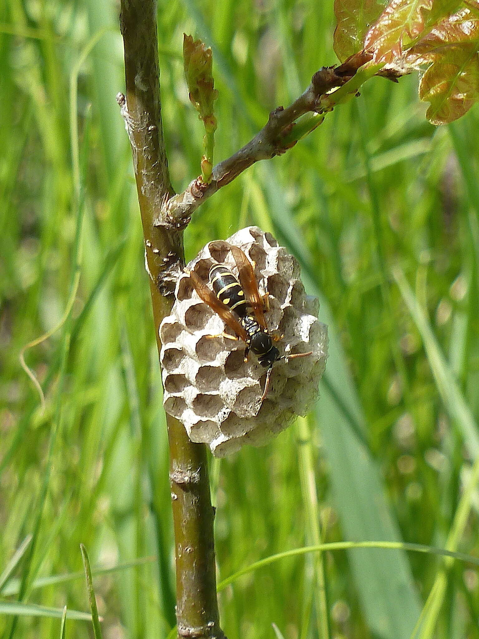 Polistes nimpha (Christ 1791)的圖片