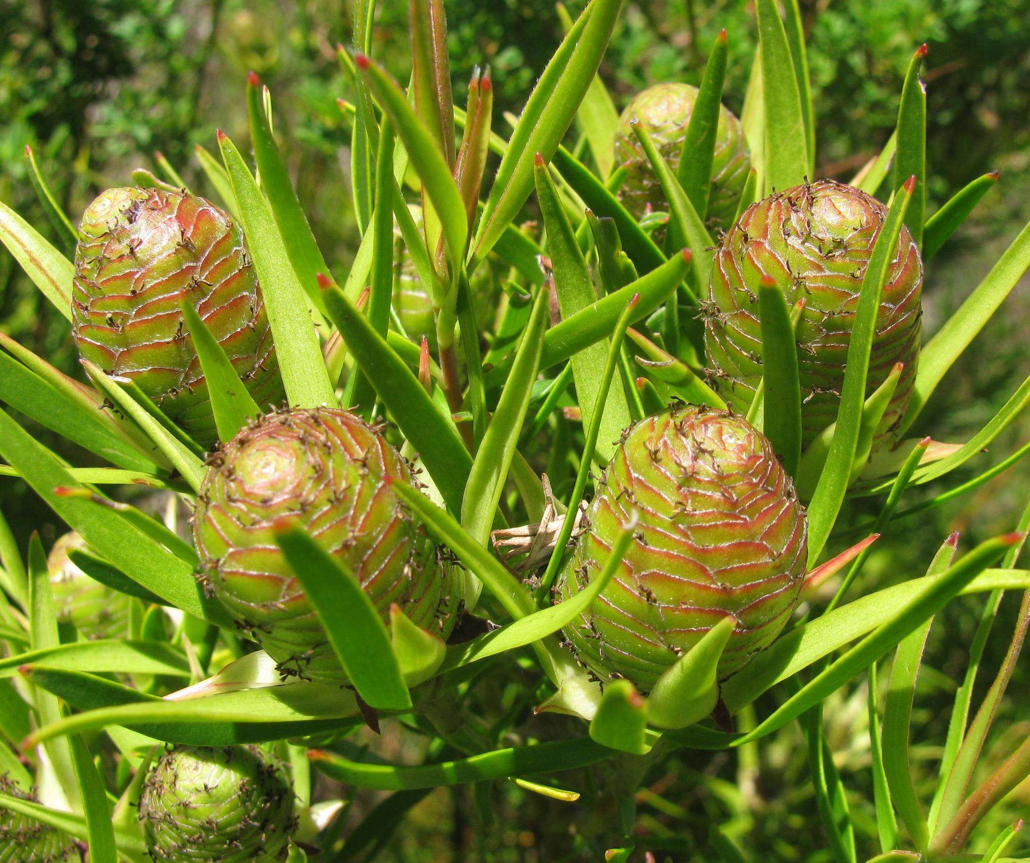 Image of Leucadendron spissifolium subsp. fragrans I. J. M. Williams