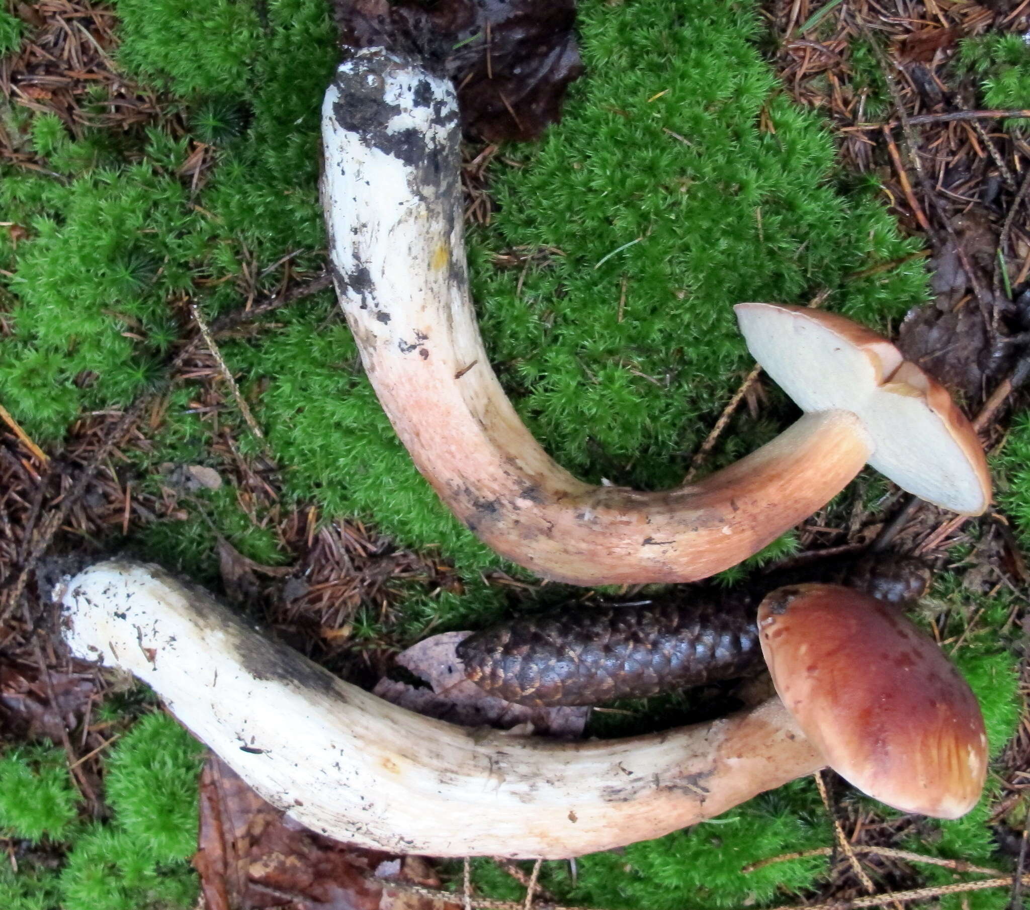 Sivun Boletus subcaerulescens (E. A. Dick & Snell) Both, Bessette & A. R. Bessette 2000 kuva