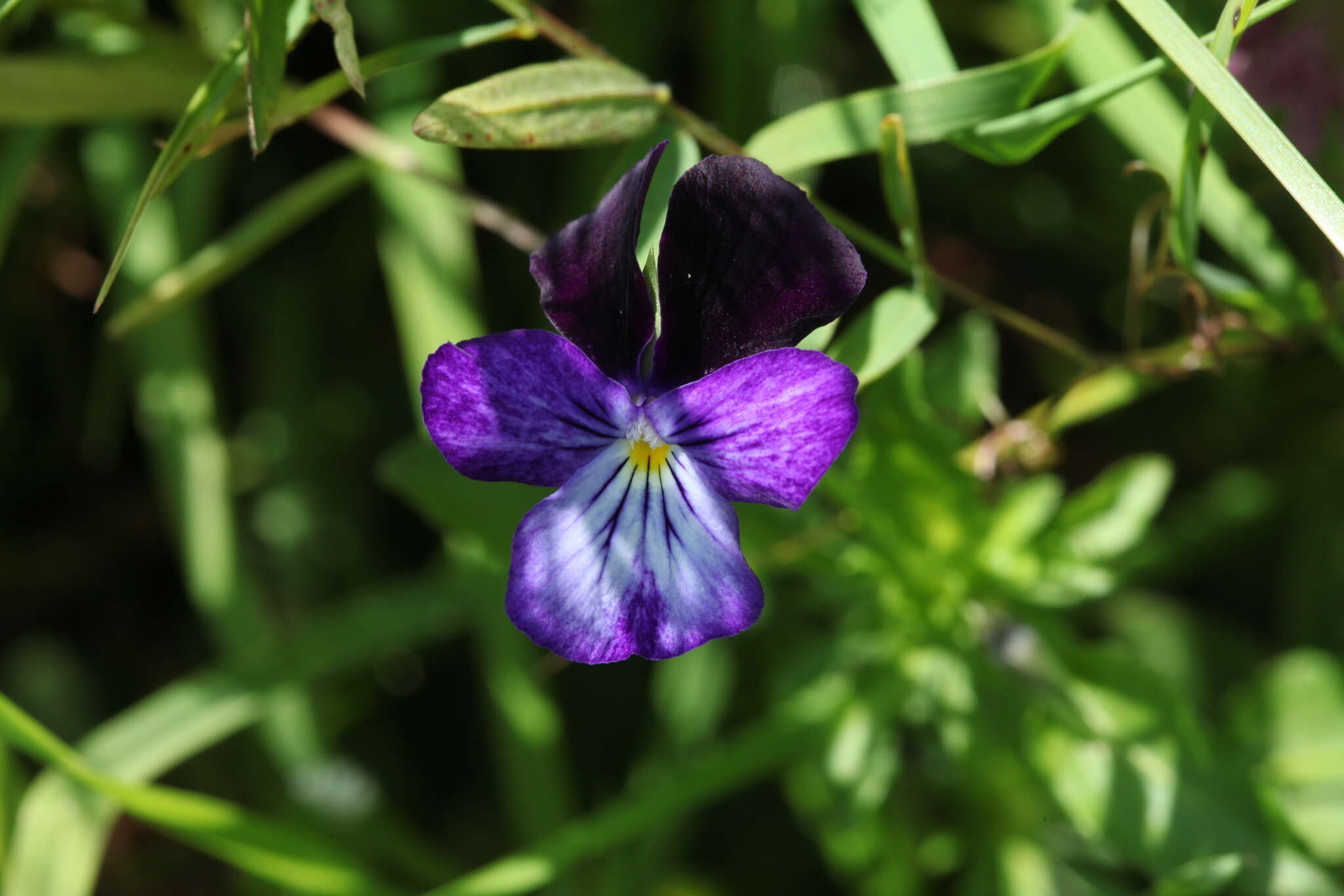 Image of Viola disjuncta W. Becker