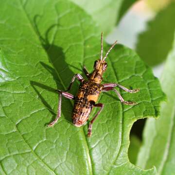 Image of Rhagium (Megarhagium) caucasicum Reitter 1889