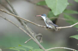 Plancia ëd Leucolia violiceps (Gould 1859)